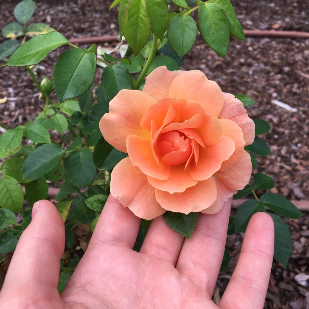 Meet your Posher, Elizabeth